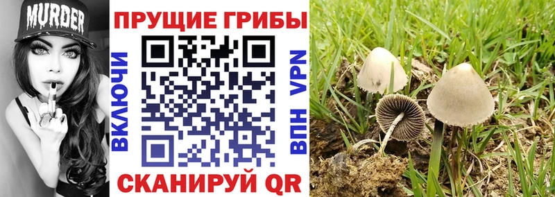 Галлюциногенные грибы Psilocybe  кракен ссылки  Хасавюрт 